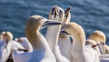 火箭赛后有人开麦，裁判争论直指新闻官：队友反应让人心凉