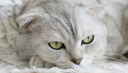 足总杯镜头一给到VAR，全场就知道不妙了：队友反应让人心凉